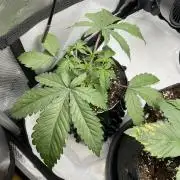 Blueberry pancakes indoor HSC