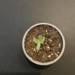 Blueberry pancakes indoor HSC