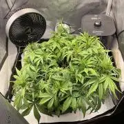 Strawberry Gorilla indoor FastBuds