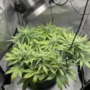 Strawberry Gorilla indoor FastBuds