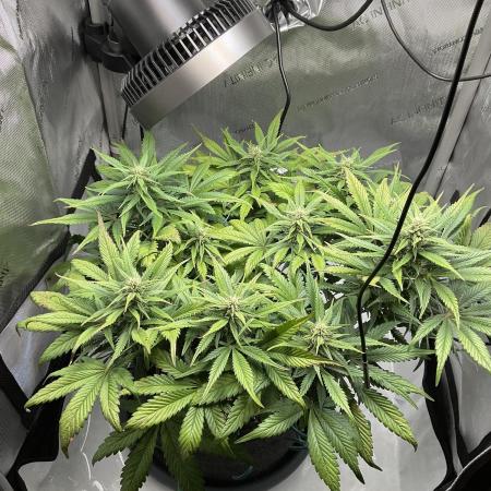 Strawberry Gorilla indoor FastBuds