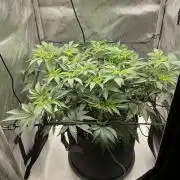 Blueberry pancakes indoor HSC