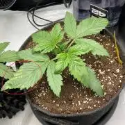 Strawberry Gorilla indoor FastBuds