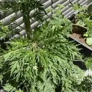 Mentha de Croco Fern-Type - TerpyZ