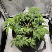 Blueberry pancakes indoor HSC