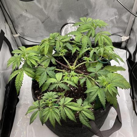 Blueberry pancakes indoor HSC