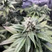 Blueberry pancakes indoor HSC