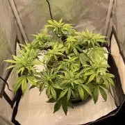 Strawberry Gorilla indoor FastBuds