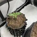 Blueberry pancakes indoor HSC