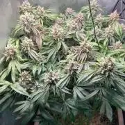 Cherry limeade Doja in living soil