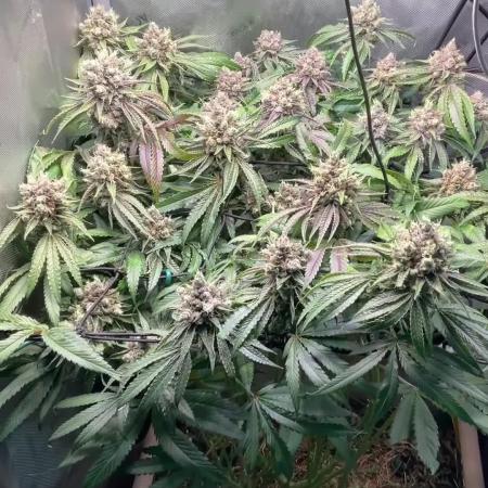 Cherry limeade Doja in living soil