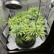 Strawberry Gorilla indoor FastBuds