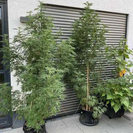 Mentha de Croco Fern-Type - TerpyZ