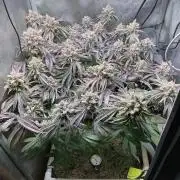 Cherry limeade Doja in living soil