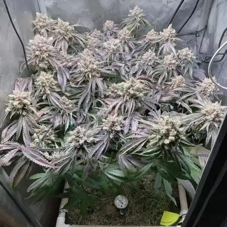 Cherry limeade Doja in living soil
