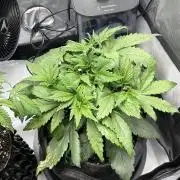 Strawberry Gorilla indoor FastBuds