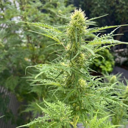 Mentha de Croco Fern-Type - TerpyZ