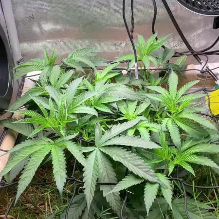 Cherry limeade Doja in living soil