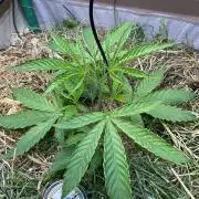 Cherry limeade Doja in living soil