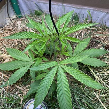 Cherry limeade Doja in living soil
