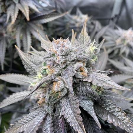 Blueberry pancakes indoor HSC