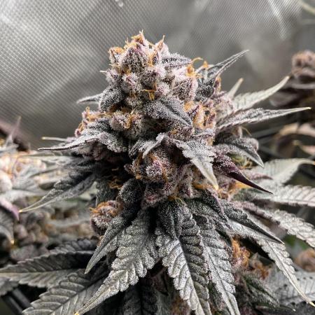 Blueberry pancakes indoor HSC