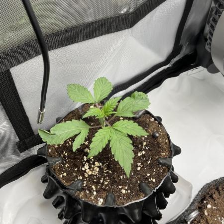 Blueberry pancakes indoor HSC