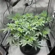 Blueberry pancakes indoor HSC