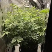 Blueberry pancakes indoor HSC