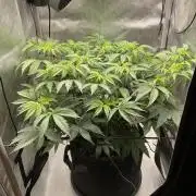 Blueberry pancakes indoor HSC