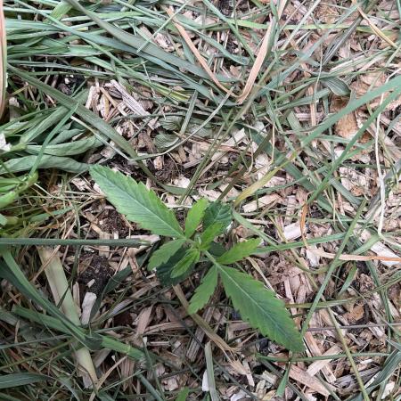 Cherry limeade Doja in living soil