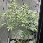 Blueberry pancakes indoor HSC