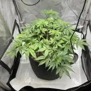 Blueberry pancakes indoor HSC