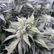 Blueberry pancakes indoor HSC