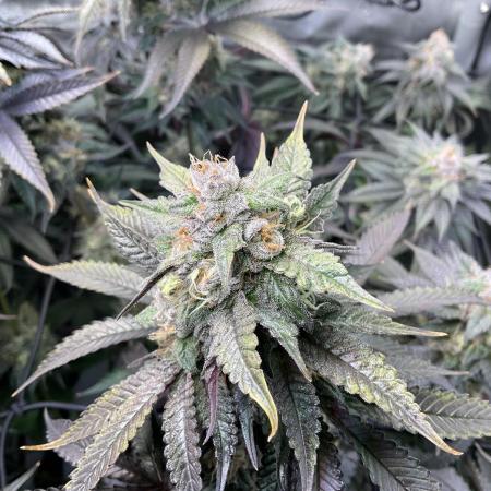 Blueberry pancakes indoor HSC