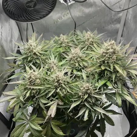 Strawberry Gorilla indoor FastBuds