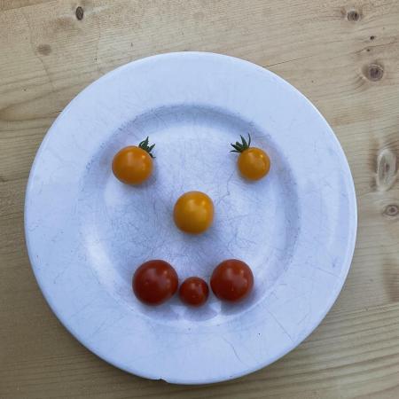 Tomatoes Sunviva / Primabella Outdoor