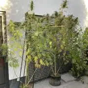 Mentha de Croco Fern-Type - TerpyZ