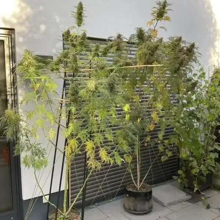 Mentha de Croco Fern-Type - TerpyZ