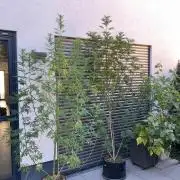 Mentha de Croco Fern-Type - TerpyZ