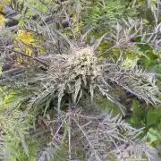 Mentha de Croco Fern-Type - TerpyZ