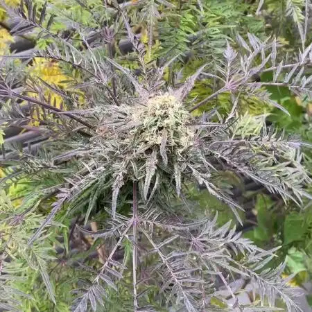 Mentha de Croco Fern-Type - TerpyZ