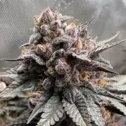 Blueberry pancakes indoor HSC