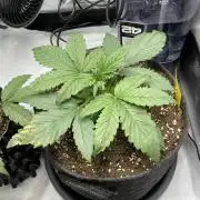 Strawberry Gorilla indoor FastBuds