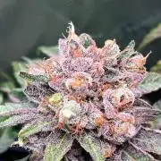 Cherry limeade Doja in living soil