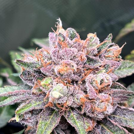 Cherry limeade Doja in living soil