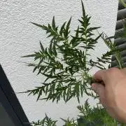 Mentha de Croco Fern-Type - TerpyZ