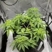 Blueberry pancakes indoor HSC