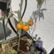 Tomatoes Sunviva / Primabella Outdoor