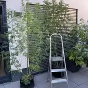 Mentha de Croco Fern-Type - TerpyZ